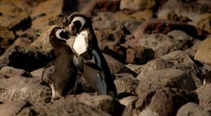 true love penguins