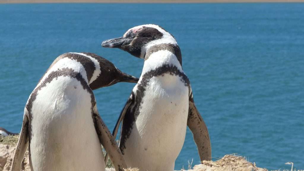 true love penguins relationship